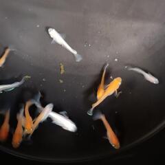 レッドクリフ紅白　若魚　10匹
