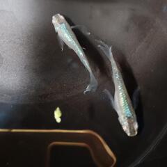緑光ロングフィン　若魚　10匹