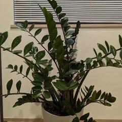 観葉植物 ザミオクルカス 高さ1m
