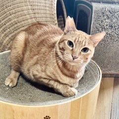 ちゃとら♂約3歳🍎