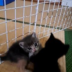 里親決まりました