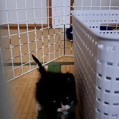 里親決まりました - 猫