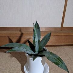 アオノリュウゼツラン・鉢植え・11月7日まで期間限定