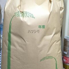 ハツシモの中古が安い!激安で譲ります・無料であげます|ジモティー ハツシモの中古が安い!激安で譲ります・無料であげます|ジモティー