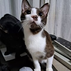 お家決まりました。ルカ　個性的な顔　静かで粘着ある甘え方。　茶と...