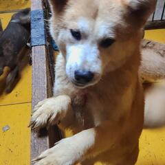 ミックス犬　 - 嘉麻市