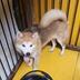 ランキングキーワードに紐づく投稿画像-小型犬