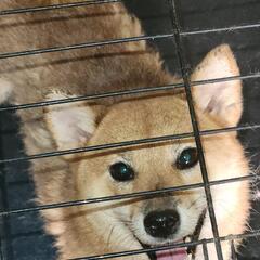 ミックス犬　 - 犬
