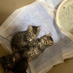 子猫　もらって下さい　あと2匹