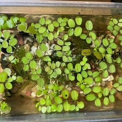 水草　浮草　サンショウモ