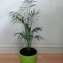 観葉植物　テーブルヤシ　高さ２４ｃｍと３８ｃｍの２種類有り