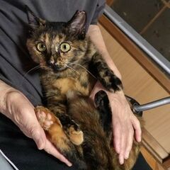 ✨可愛いさび猫ちゃんの里親様急募です✨