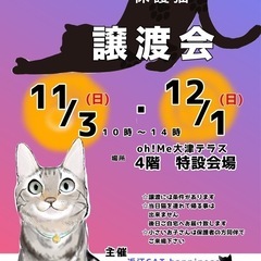 11/3(日)保護猫の譲渡会開催🐈