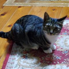 子猫の里親さん探してます！