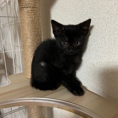 ８月２０日生まれ元気な二匹
