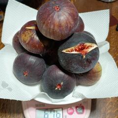 ✦本日限定✦採れたてイチジク！  11個の画像