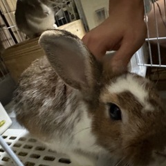 ウサギ　オス