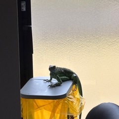 グリーンイグアナ