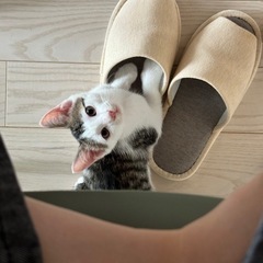 【里親急募】ハチワレ オス 3ヶ月子猫