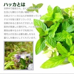 【メルカリ完売】天然ハッカ油50mlの画像