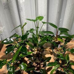 ミニ観葉植物 フィロデンドロン9種セット