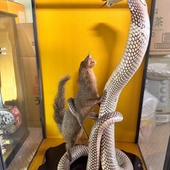 剥製　