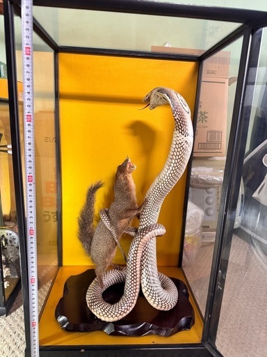 剥製　