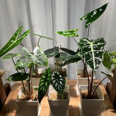 観葉植物 アロカシア6種セット①