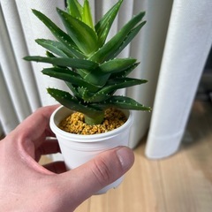 アロエ　ホタルノヒカリ①の画像