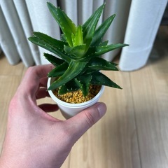 アロエ　ホタルノヒカリ①の画像