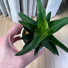 アロエ　ホタルノヒカリ①の画像
