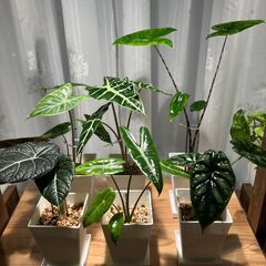 観葉植物 アロカシア6種セット②