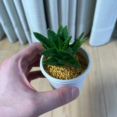 アロエ　ホタルノヒカリ②の画像