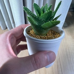 アロエ　ホタルノヒカリ②の画像