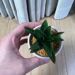 アロエ　ホタルノヒカリ②の画像