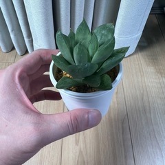ハオルチア　オブツーサ宝草の画像