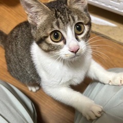 🌴キジ白ちゃんメス🍃🍃 - 上益城郡