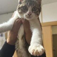 🌴キジ白ちゃんメス🍃🍃 - 猫