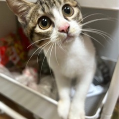 🌴キジ白ちゃんメス🍃🍃