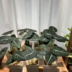 観葉植物 アロカシア ブラックベルベット