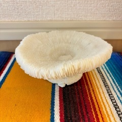 【無料】珊瑚の化石と貝殻の画像