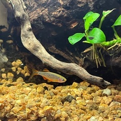 熱帯魚３匹セット【小型水槽に最適】