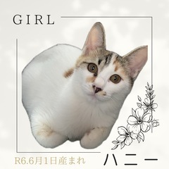トライアル決定【ハニー】おっとりさんな三毛❤️ྀི