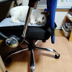 急募、短時間、非常勤　障害者付き添いの画像