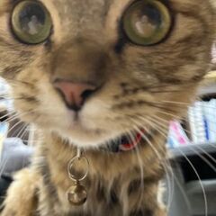 【里親さん募集】とっても甘えん坊で人懐っこい長毛のふーみちゃん