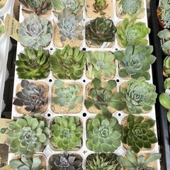 お好きな多肉植物1点