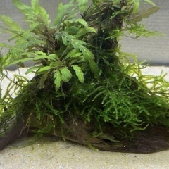 南米ウィローモス付き流木