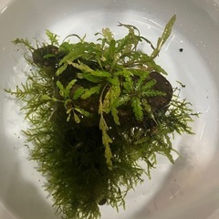 南米ウィローモス付き流木の画像