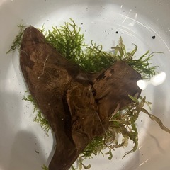 南米ウィローモス付き流木の画像
