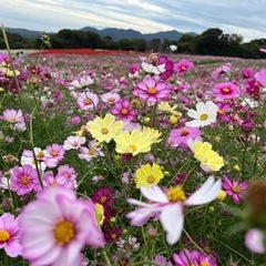 秋の淡路島観光スポットあわじ花さじき秋桜畑2024